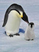 Emperor Penguin