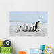 Emperor Penguin Wall Mural