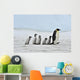 Emperor Penguin Wall Mural