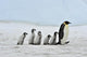 Emperor Penguin Wall Mural