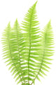 Fern Leaf White Wall Decal