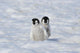 Emperor Penguin Wall Mural