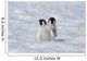 Emperor Penguin Wall Mural
