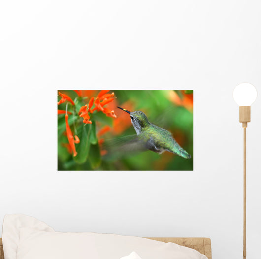 inflight hummingbird Wall Mural