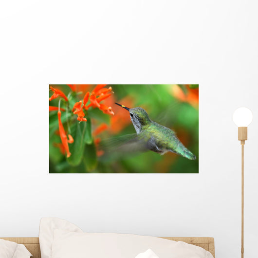inflight hummingbird Wall Mural
