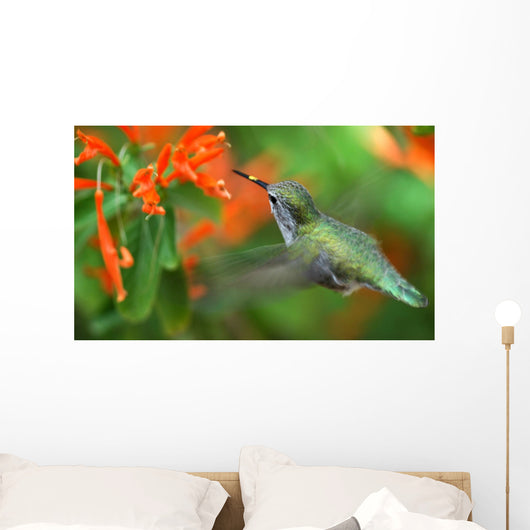 inflight hummingbird Wall Mural