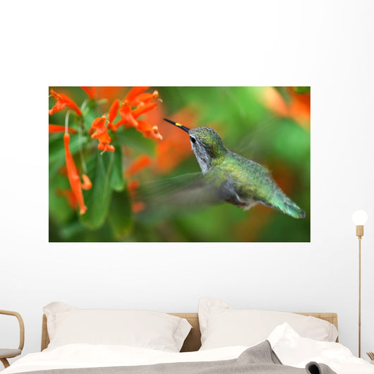 inflight hummingbird Wall Mural
