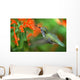 inflight hummingbird Wall Mural