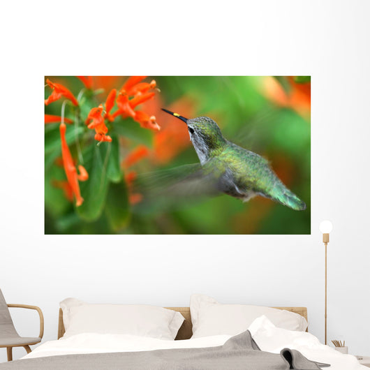 inflight hummingbird Wall Mural