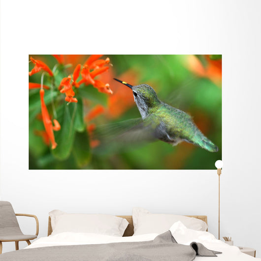 inflight hummingbird Wall Mural