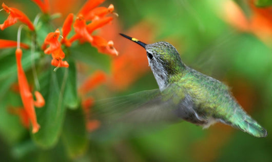 inflight hummingbird Wall Mural