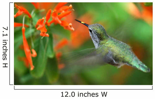 inflight hummingbird Wall Mural