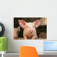Cute Pig Wall Mural