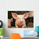 Cute Pig Wall Mural