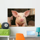 Cute Pig Wall Mural