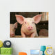 Cute Pig Wall Mural