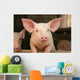 Cute Pig Wall Mural
