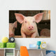 Cute Pig Wall Mural