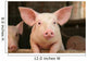 Cute Pig Wall Mural