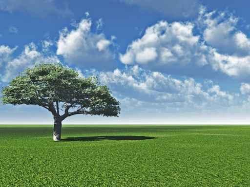 Alone Tree Cl Wall Decal
