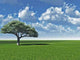Alone Tree Cl Wall Decal