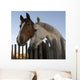 Horses Wall Mural