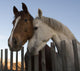 Horses Wall Mural