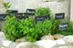 French herbs Wall Mural