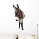 Domestic Donkey White Wall Decal