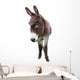 Domestic Donkey White Wall Decal