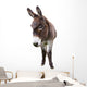 Domestic Donkey White Wall Decal