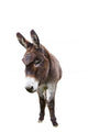 Domestic Donkey White Wall Decal