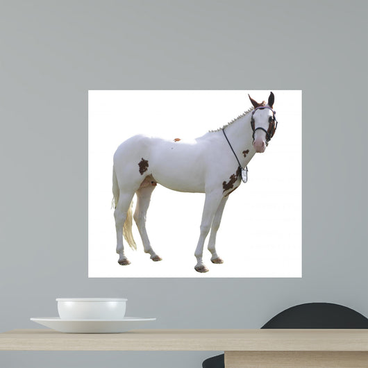 Painted Stallion Wall Decal