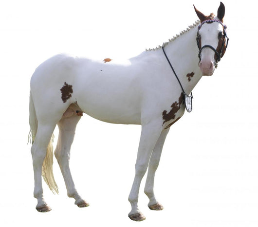 Painted Stallion Wall Decal