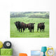 Farm Cattle
