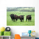 Farm Cattle