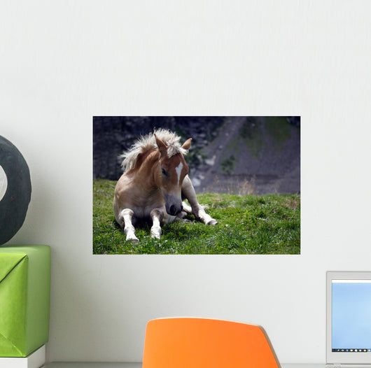 Haflinger Foal Wall Decal