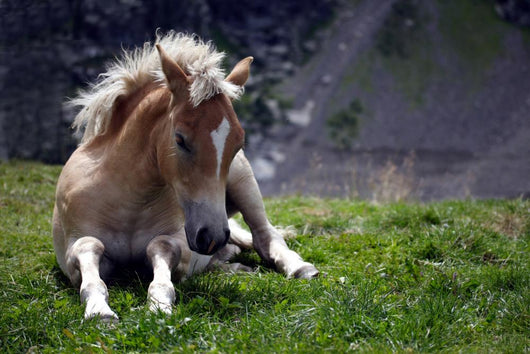 Haflinger Foal Wall Decal