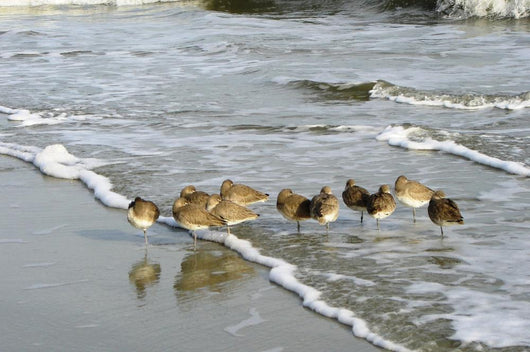 Sleeping Sandpipers Wall Mural