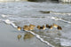 Sleeping Sandpipers Wall Mural