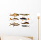 seven freshwater fish Wall Decal