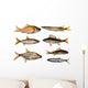 seven freshwater fish Wall Decal