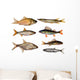 seven freshwater fish Wall Decal