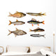 seven freshwater fish Wall Decal