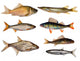 seven freshwater fish Wall Decal