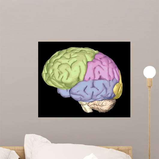 Brain Trainanatomy Wall Mural