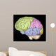 Brain Trainanatomy Wall Mural