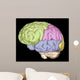 Brain Trainanatomy Wall Mural