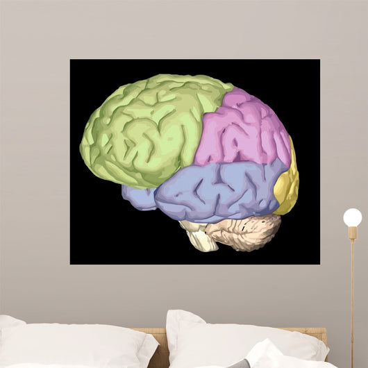 Brain Trainanatomy Wall Mural