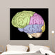 Brain Trainanatomy Wall Mural
